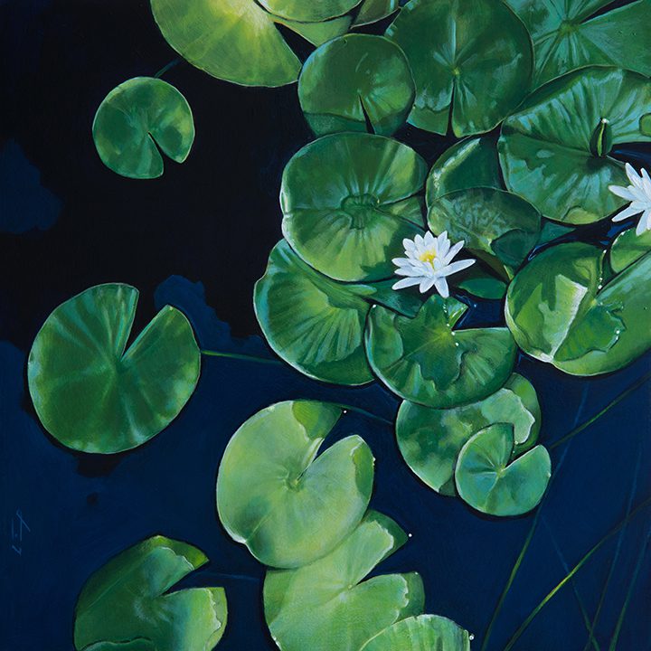 White water lily blooming among green lily pads on dark water.